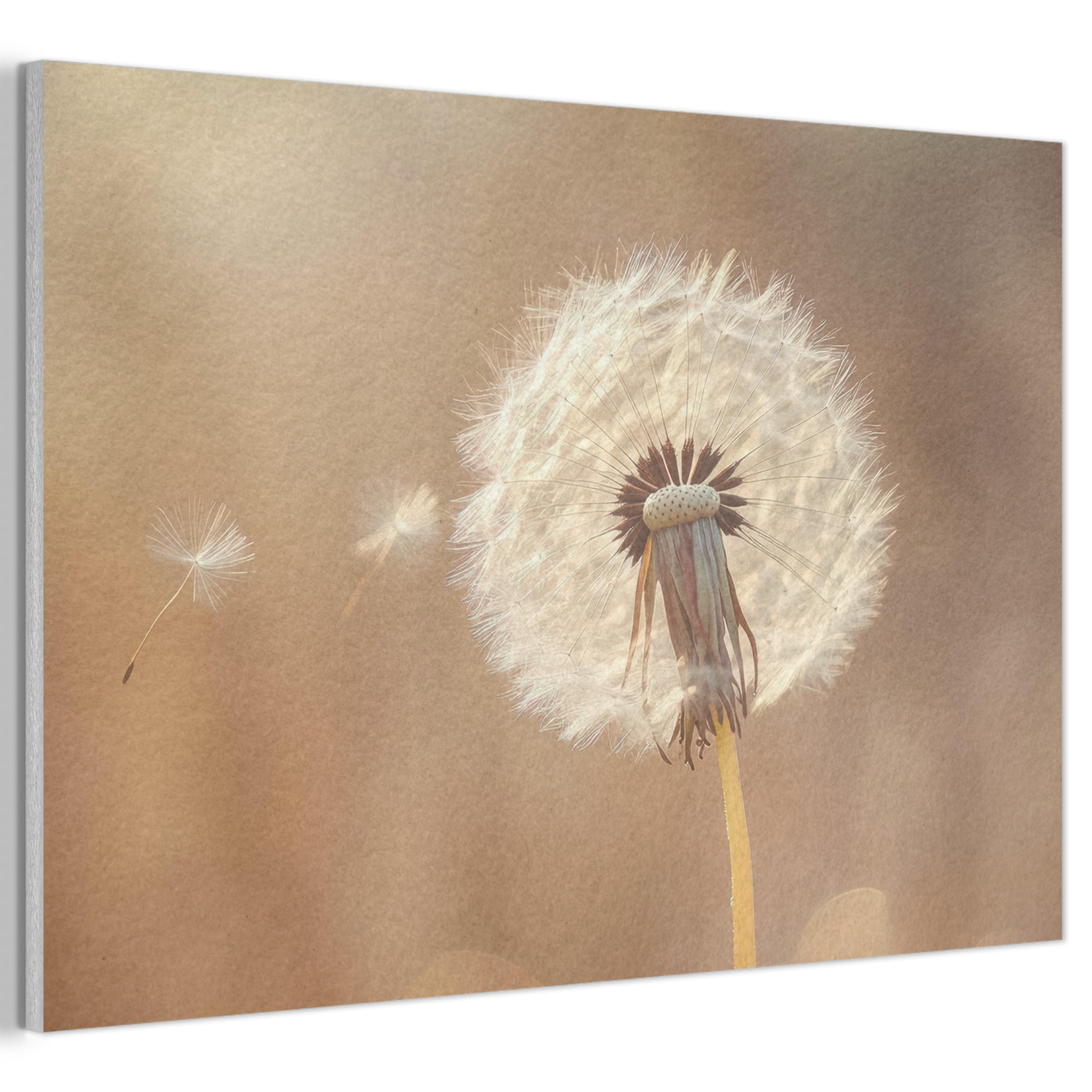 AKUSTIKBILD Löwenzahn - Beige - Natur - Blume Akustikpaneele 90x60 cm - Hellbraun, Kunststoff (90/60/0.9cm) - MuchoWow