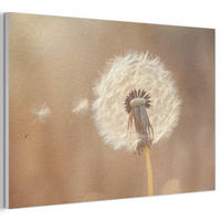 AKUSTIKBILD Löwenzahn - Beige - Natur - Blume Akustikpaneele 90x60 cm - Hellbraun, Kunststoff (90/60/0.9cm) - MuchoWow