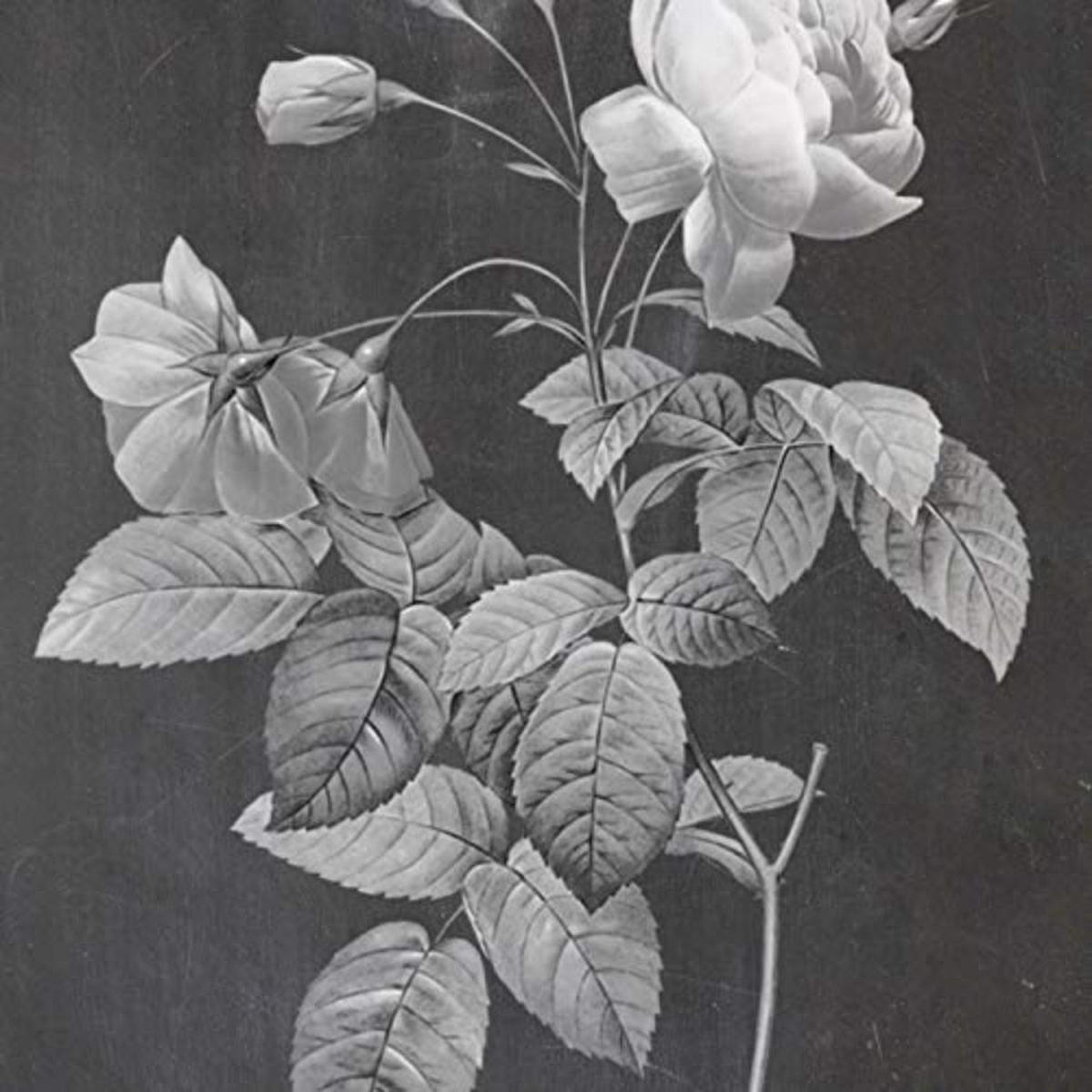 POSTER Set mit 4 Botanische Schwarz Hintergrund Rosa Blumen A3 Rahmenlos - Klar, Papier (29.7/3cm) - Nacnic