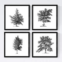 POSTER Set mit 4 Blättern der Bäume ohne Blüten weiß 20x20cm Rahmenlos - Klar, Papier (20/3cm) - Nacnic