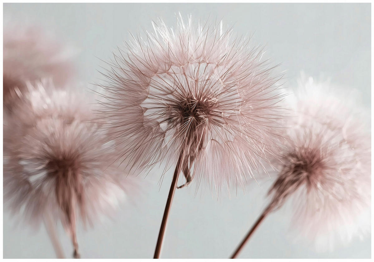 FOTOTAPETE Pusteblume Boho Wohnzimmer 250x175 - Multicolor, Papier (250/175cm) - Wallarena