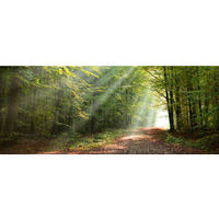 GLASBILD 125x50 cm Landschaft Wald grün - Braun, Glas (125/50cm) - artissimo