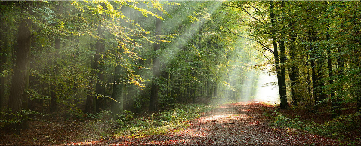GLASBILD 125x50 cm Landschaft Wald grün - Braun, Glas (125/50cm) - artissimo
