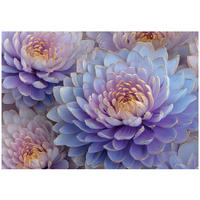 FOTOTAPETE Blumen Pfingstrosen Lila 150x105 cm - Multicolor, Papier (150/105cm) - Wallarena