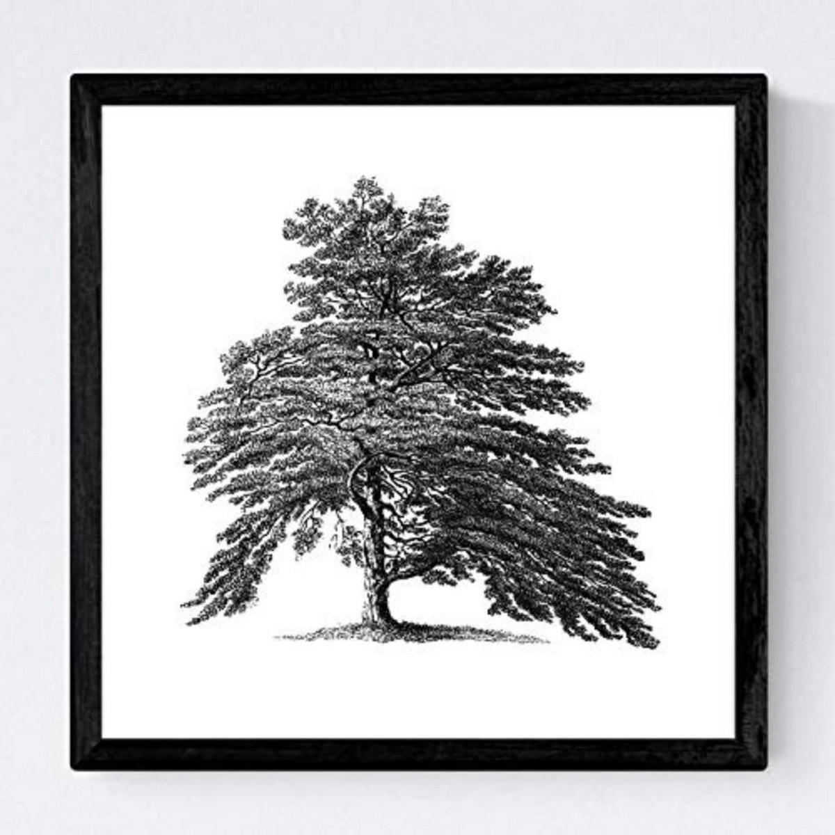 POSTER Set mit 4 Blättern der Obstbäume ohne, weiß 30x30 cm Rahmenlos - Klar, Papier (30/3cm) - Nacnic