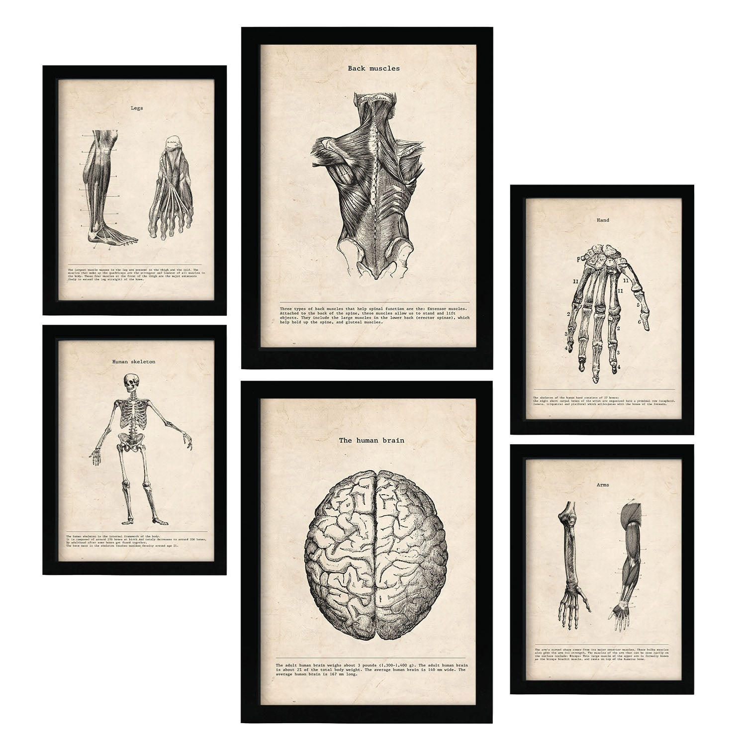 POSTER Set Mit 6 Gliedmaßen & Gehirn Medizinische Illustrationen Im Vintage Von Anatomie, Körperteilen, Knochen & Muskeln A3 & A4 Schwarzer Rahmen - Schwarz, Papier (29/3cm) - Nacnic