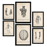POSTER Set Mit 6 Gliedmaßen & Gehirn Medizinische Illustrationen Im Vintage Von Anatomie, Körperteilen, Knochen & Muskeln A3 & A4 Schwarzer Rahmen - Schwarz, Papier (29/3cm) - Nacnic