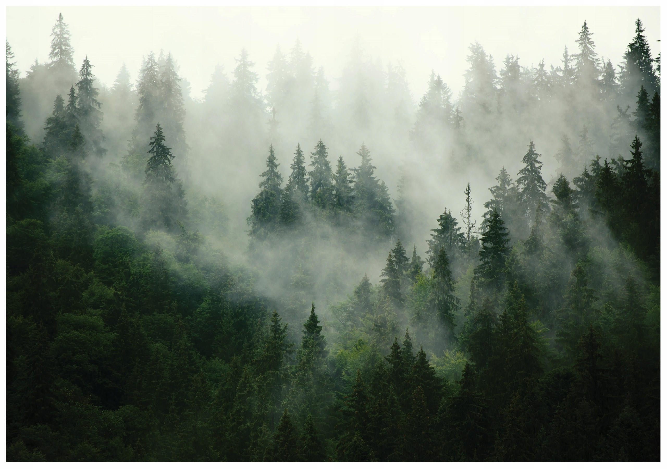 FOTOTAPETE Wald Nebel 350x250 - Multicolor, Papier (350/250cm) - Wallarena