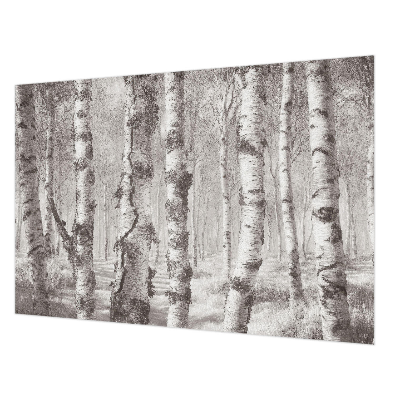 FOTOTAPETE 152x104 cm - Birkenwald - Schwarz, Textil (152/104cm) - Wallfluent