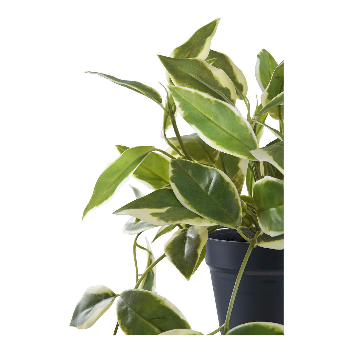 HOYA Carnosa PE-Kunststoff Grün - Grün, Kunststoff (33cm) - tinkaro