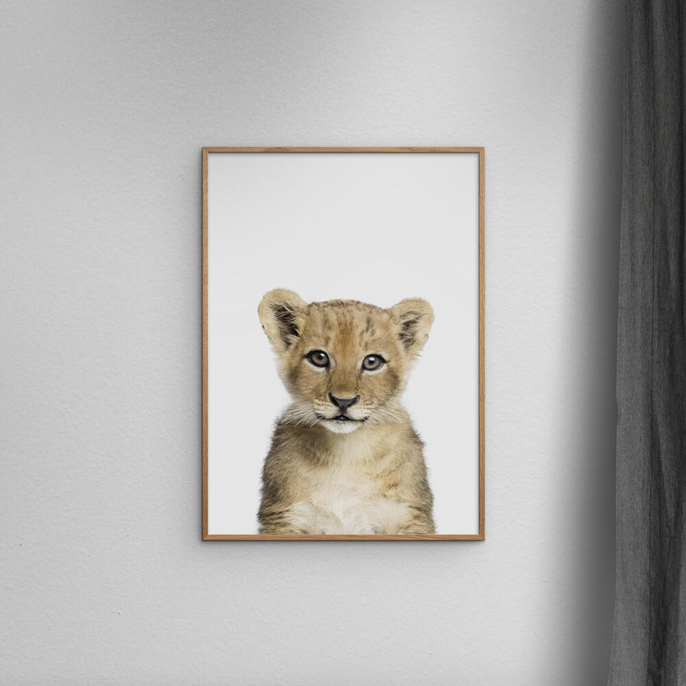 POSTER Kathrin Pienaar - Baby Lion - Weiß, Papier (70/100/0.1cm) - Poster&Frame