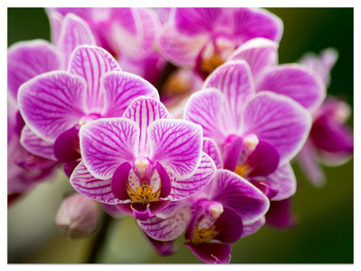 FOTOTAPETA Pre Obývaciu Izbu Kytica Fialových Orchideí 450 x 315 cm - zelená/ružová, papier (450/315cm) - Muralo