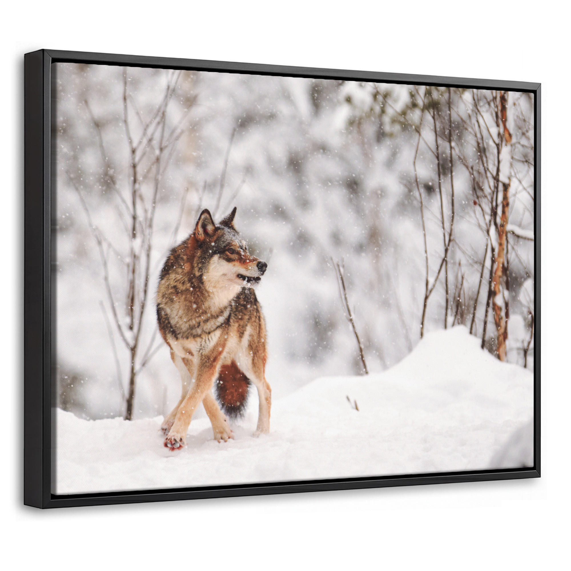 MuchoWow Leinwand Haselnuss 40x30 cm