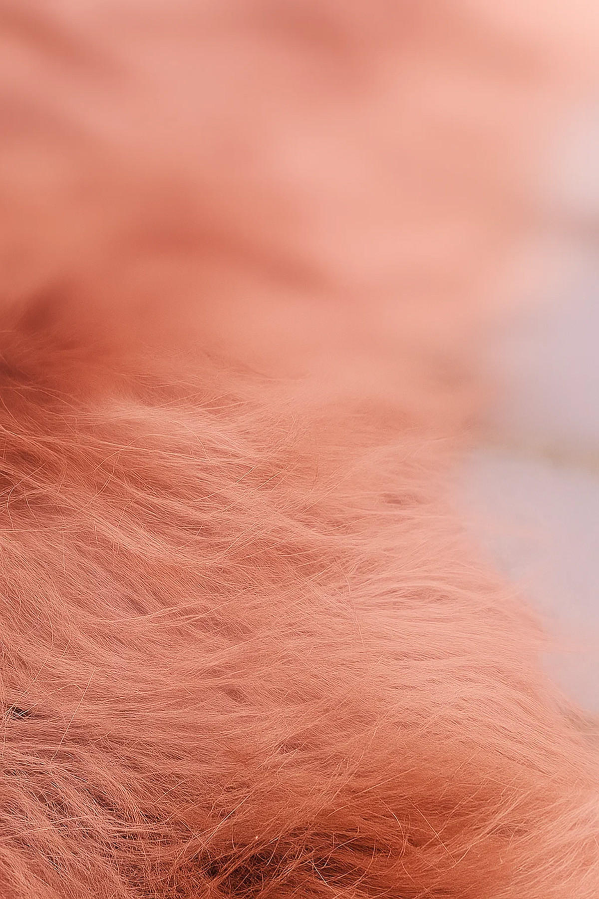 SCHAFFELL Island Kastanienbraun Langhaar 2. Wahl ca. 110 cm - Kastanienfarben/Rotbraun, Fell (60/110cm) - Provellus