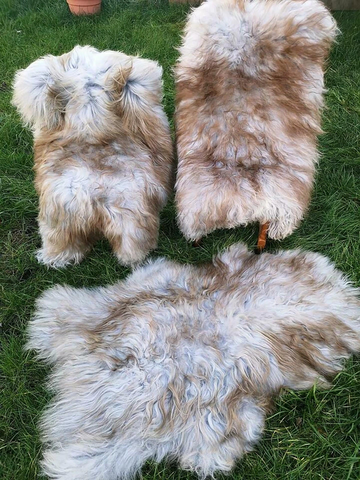 LAMMFELL Island hellgrau-braun lange weiche Wolle ca. 105 cm - Hellbraun/Hellgrau, Fell (55/105cm) - Provellus