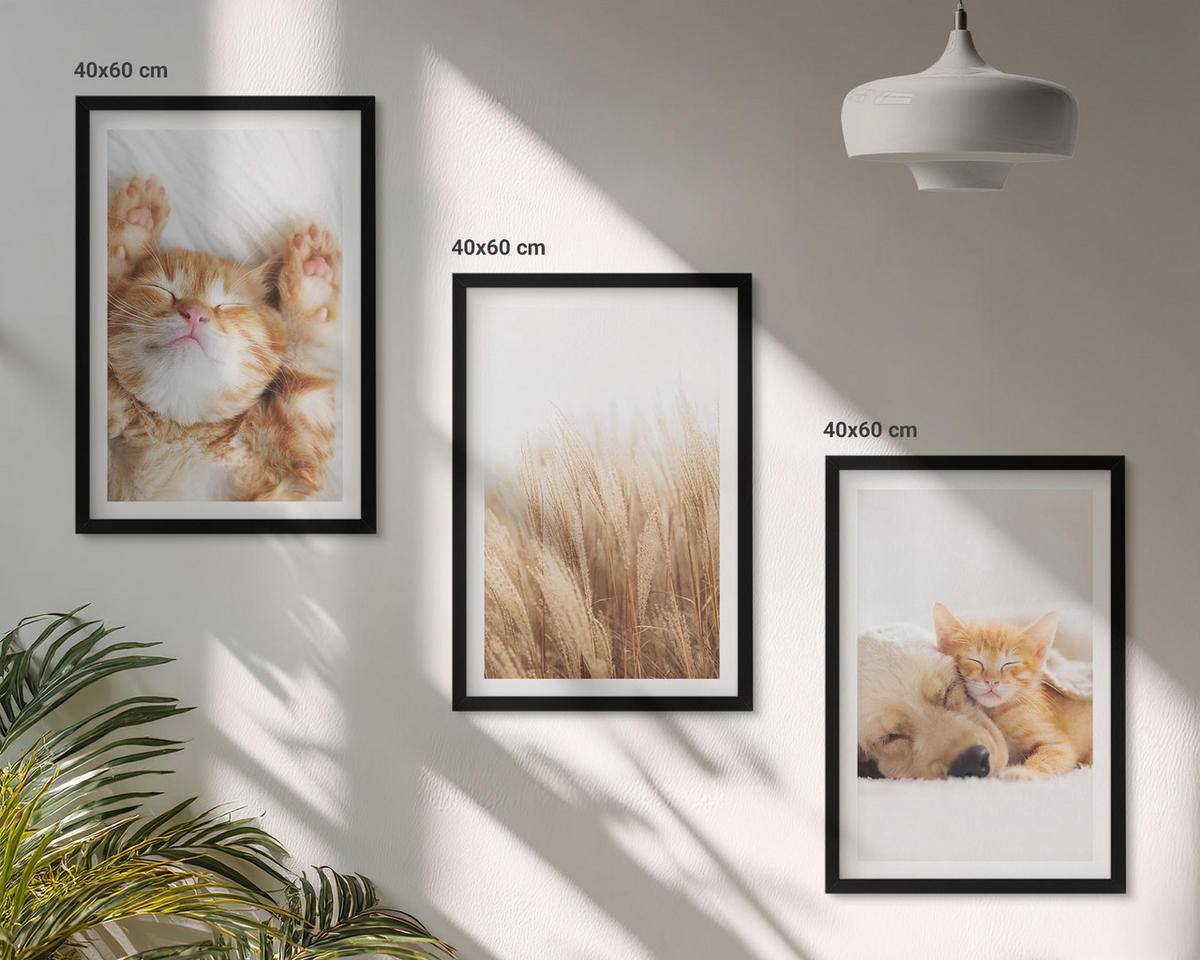 BILDER SET 3er Set - 40x60 cm Schwarzer Rahmen - Niedliche Tiere, Katzen, Hunde, Boho-Stil - Schwarz, Kunststoff (40/60cm) - TULUP