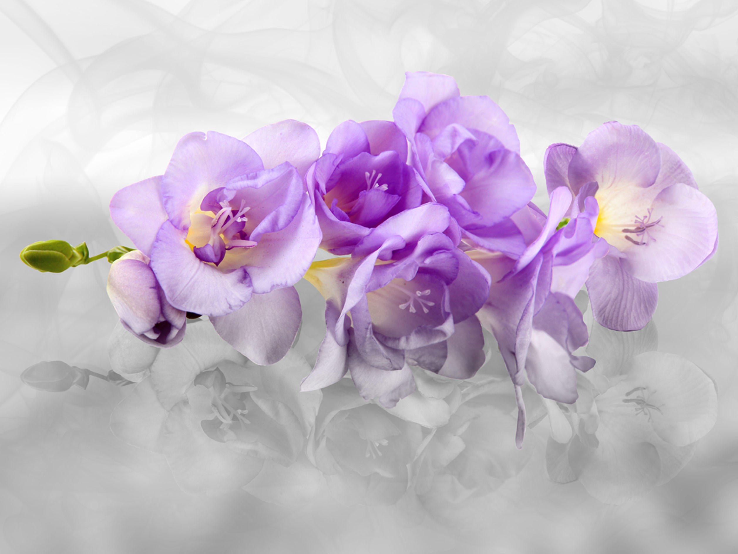 FOTOTAPETE Blumen 375 x 270 cm - Lila, Papier (375/270cm) - Sanders & Sanders