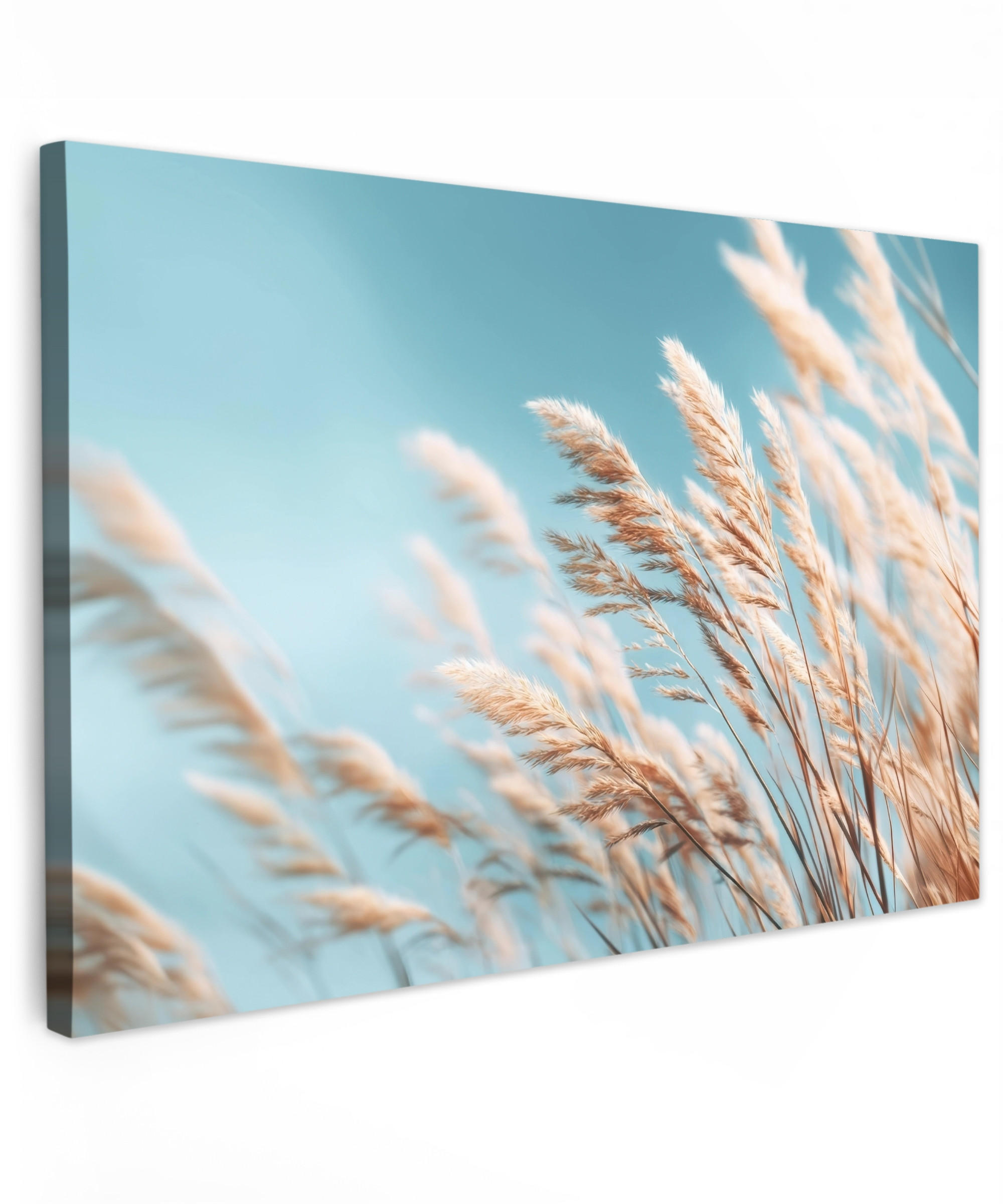LEINWANDBILD Ziergras - Wind - Hellbraun Deko Schlafzimmer 30x20 cm - Hellblau, Textil (30/20cm) - MuchoWow