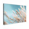 LEINWANDBILD Ziergras - Wind - Hellbraun XXL 150x100 cm - Hellblau, Textil (150/100cm) - MuchoWow