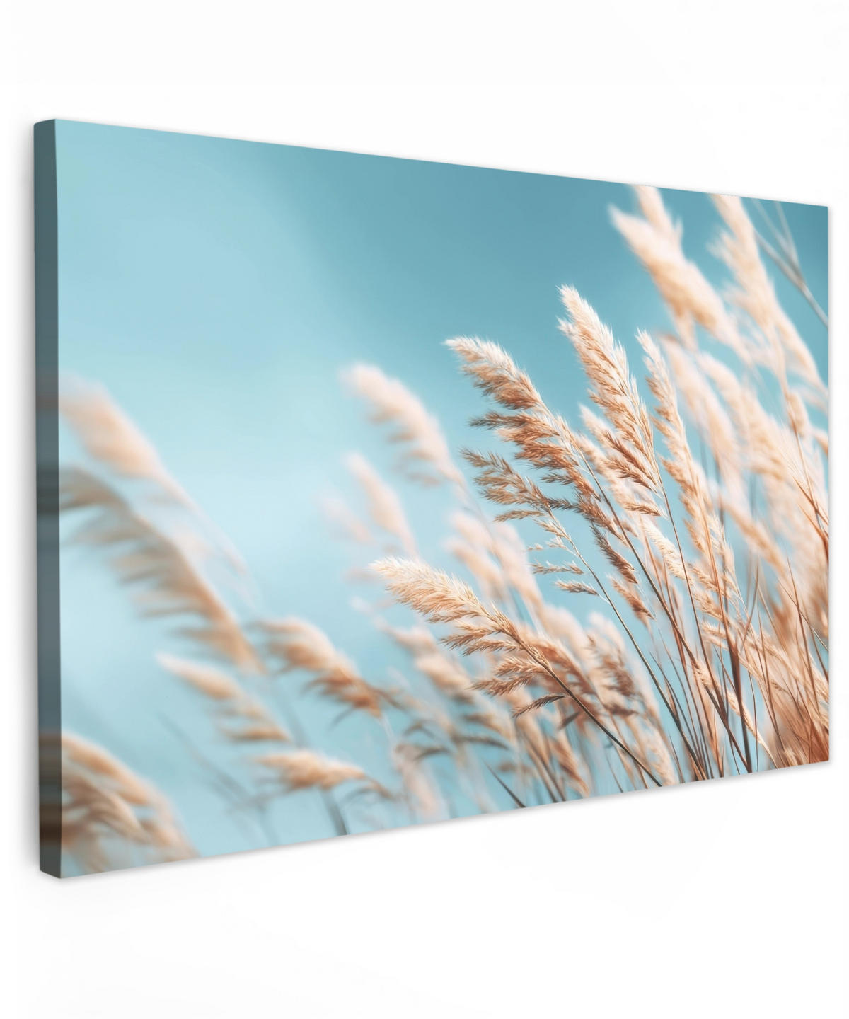 LEINWANDBILD Ziergras - Wind - Hellbraun Deko Schlafzimmer 30x20 cm - Hellblau, Textil (30/20cm) - MuchoWow