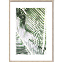 POSTER mit Rahmen 50x70 cm Tropisches Blatt Grün - Beige, Holz (51/71cm) - artissimo