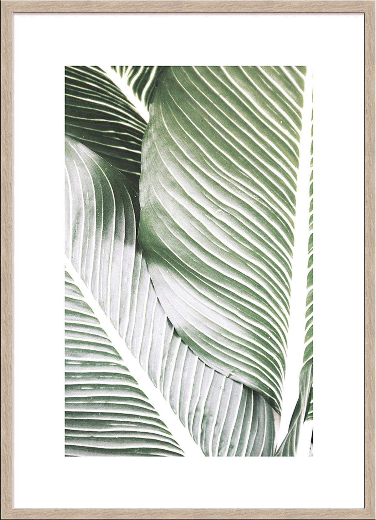 POSTER mit Rahmen 50x70 cm Tropisches Blatt Grün - Beige, Holz (51/71cm) - artissimo