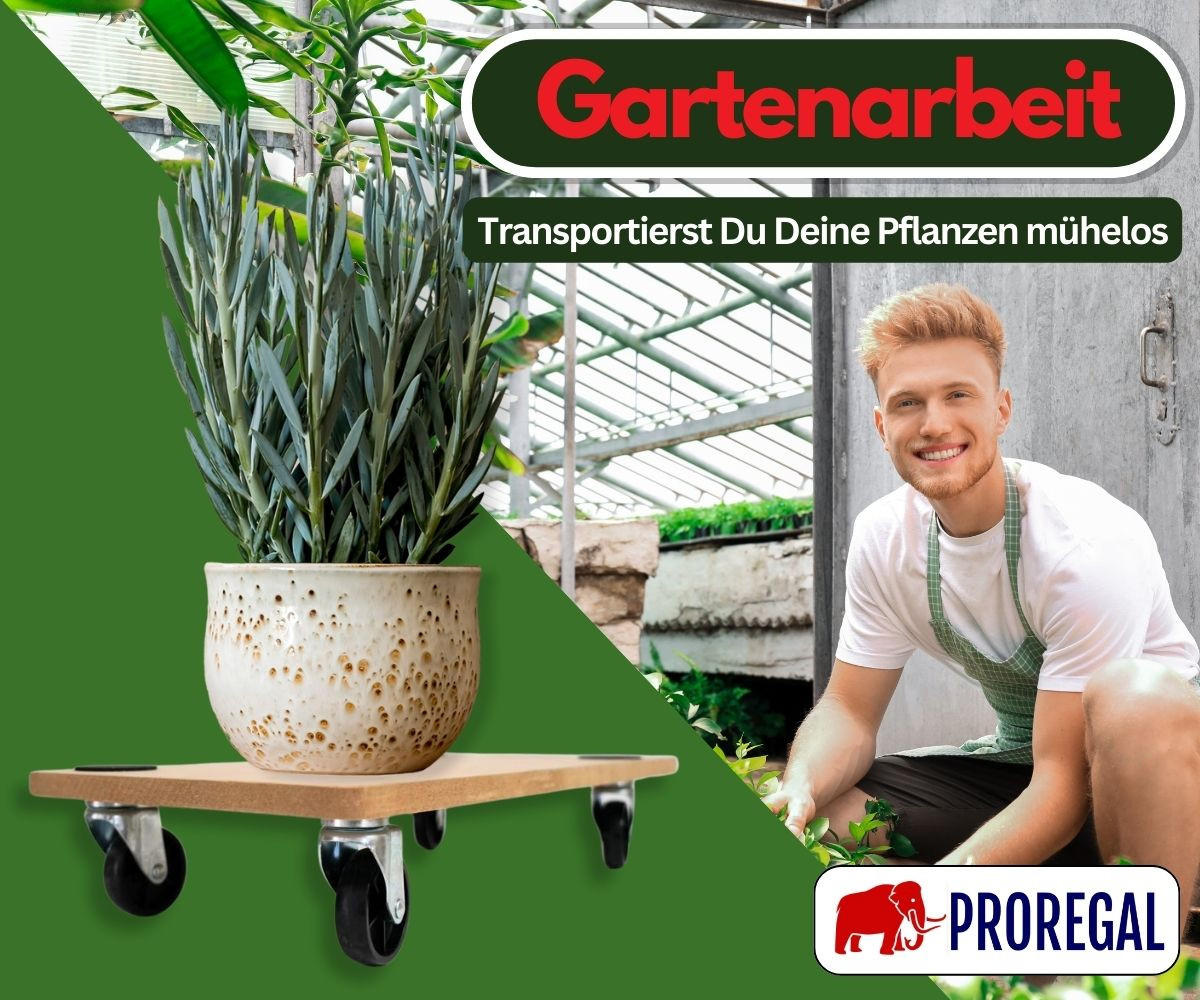 TRANSPORTROLLER 2er-Set Hercules mit 4 Rollen 11,5x30x60cm Traglast 200kg MDF Holzplatte Braun - Braun, Holzwerkstoff (60/30/11.5cm) - PROREGAL