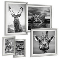 BILDER SET 5er Set - 50x50 cm & 20x30 cm & 40x60 cm Silberner Rahmen - Wildtiere Löwe Jaguar Giraffe Zebras - Silberfarben, Kunststoff (40/60cm) - TULUP
