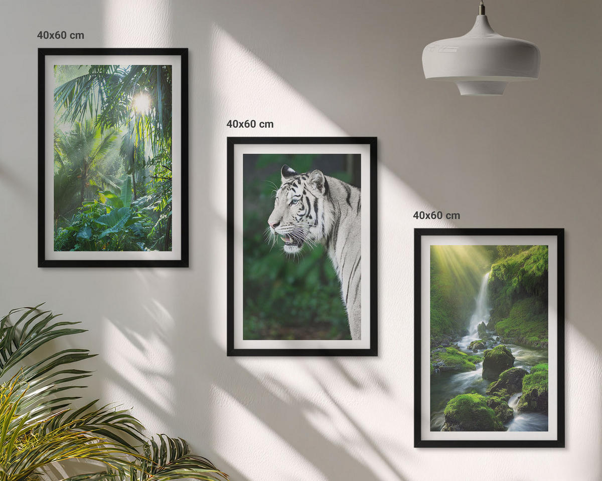 BILDER SET 3er Set - 40x60 cm Schwarzer Rahmen - Dschungeltigerwasserfall - Schwarz, Kunststoff (40/60cm) - TULUP