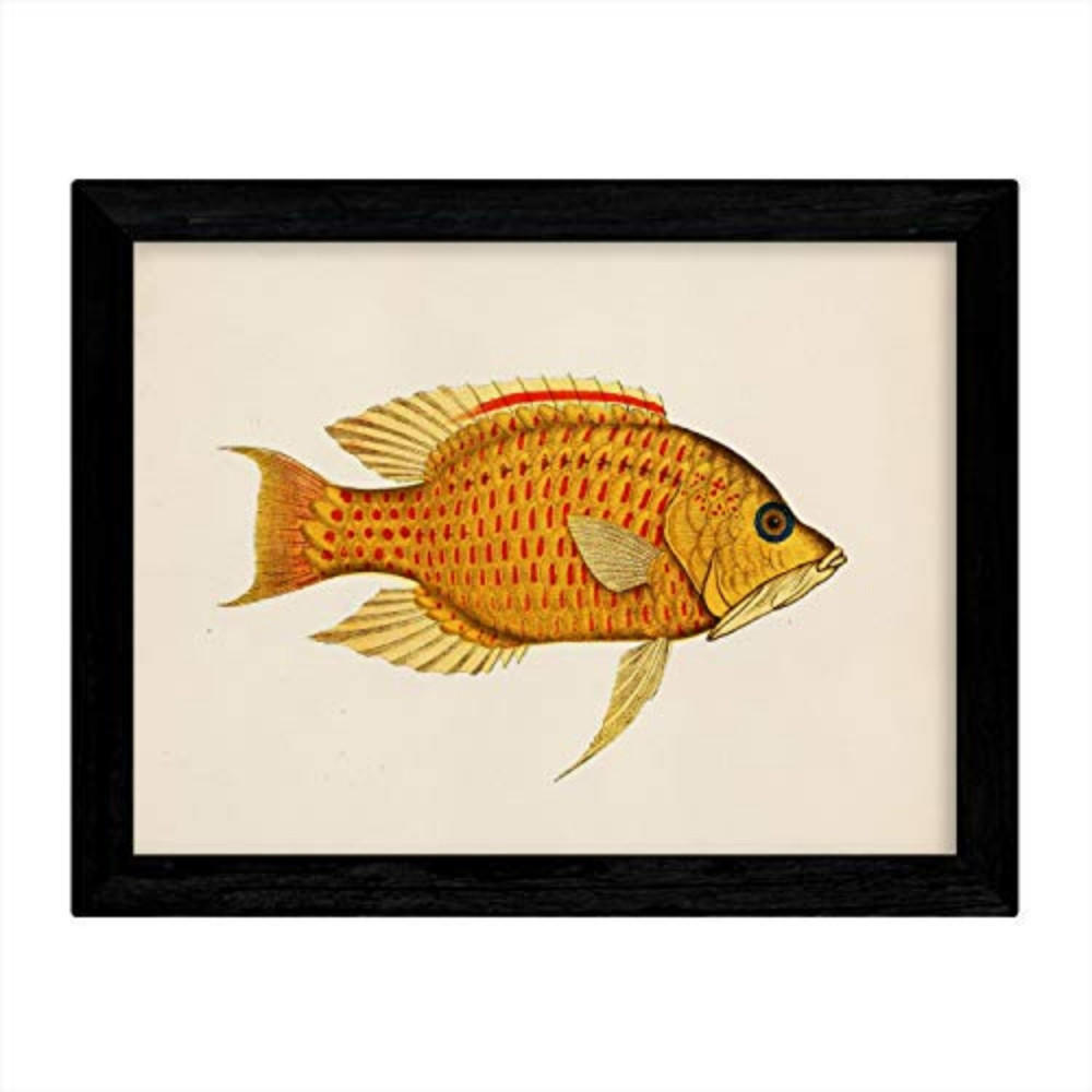 POSTER Fish – Vintage A3 Rahmenlos - Klar, Papier (29.7/5/42cm) - Nacnic