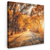 LEINWANDBILD Wald - Herbst - Bäume - Waldweg - Natur 50x50 cm - Bernsteinfarben, Textil (50/50cm) - MuchoWow