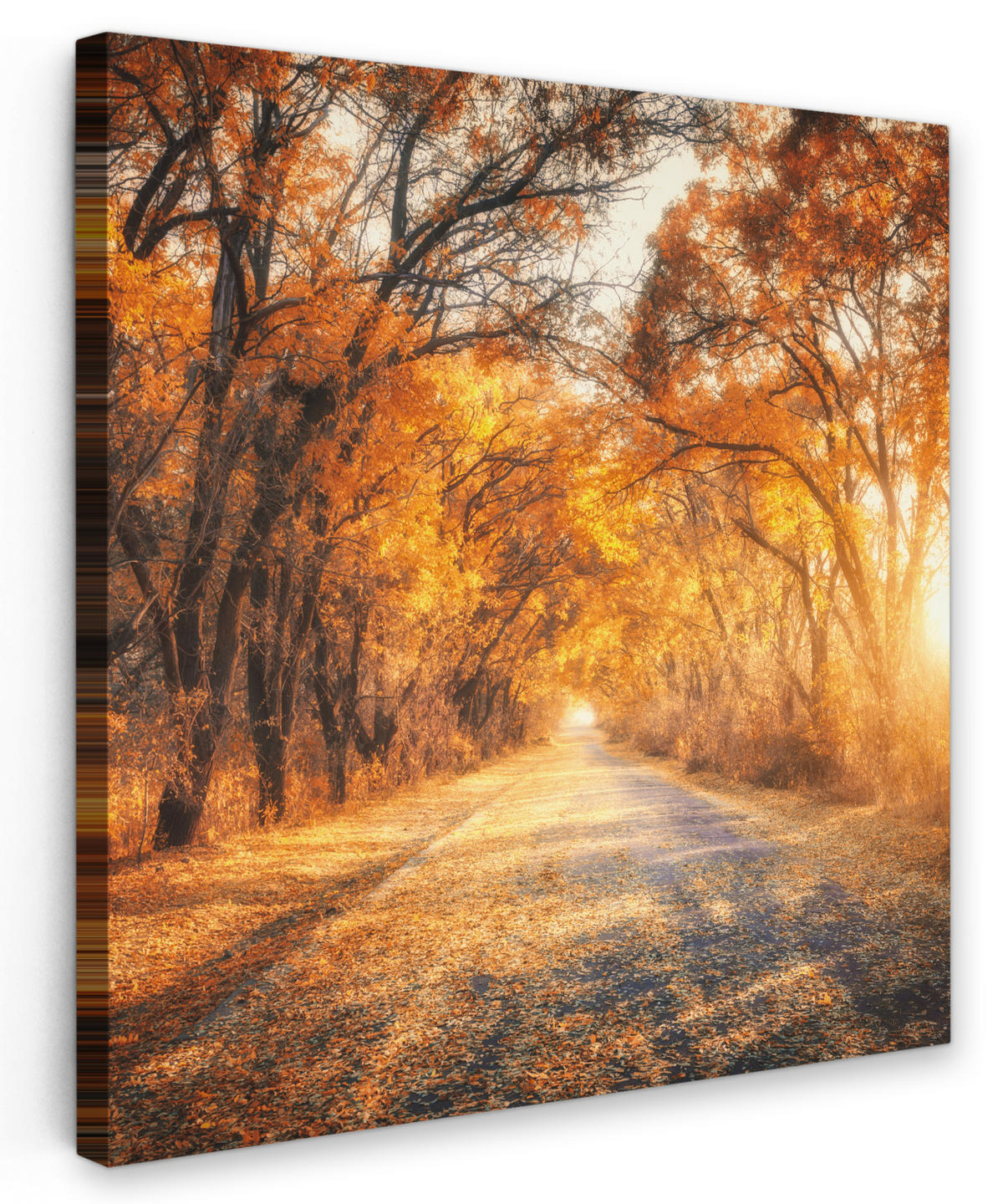 LEINWANDBILD Wald - Herbst - Bäume - Waldweg - Natur 50x50 cm - Bernsteinfarben, Textil (50/50cm) - MuchoWow