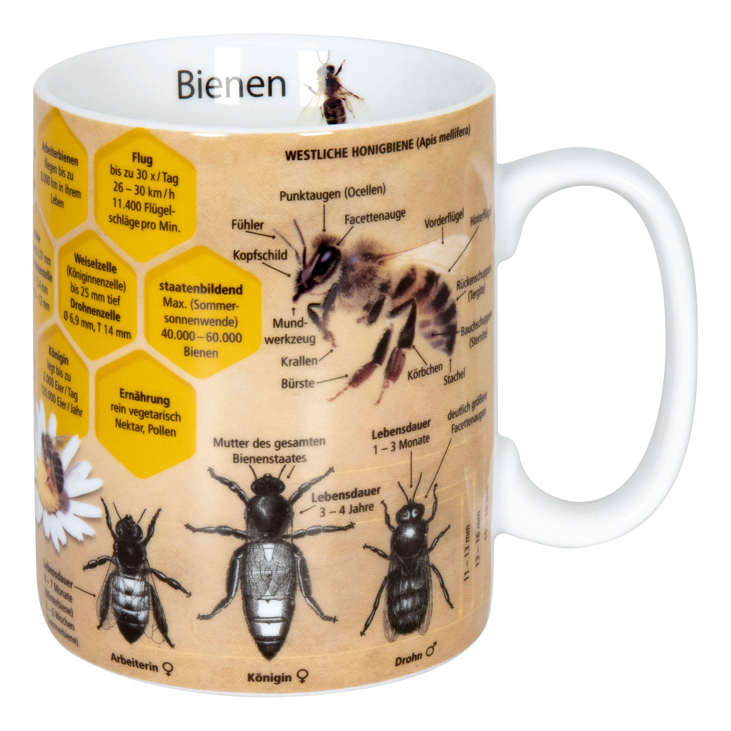 Könitz Wissensbecher Natur