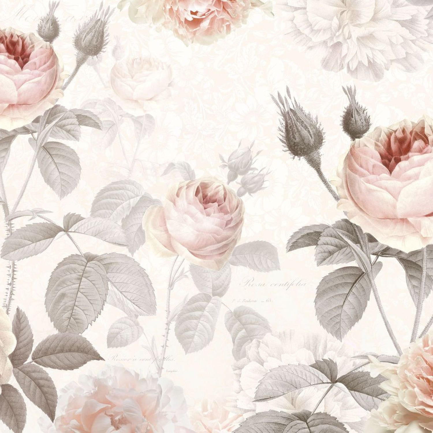 FOTOTAPETE Pfingstrose 368 x 248 cm - Pink, Papier (368/248cm) - Sanders & Sanders