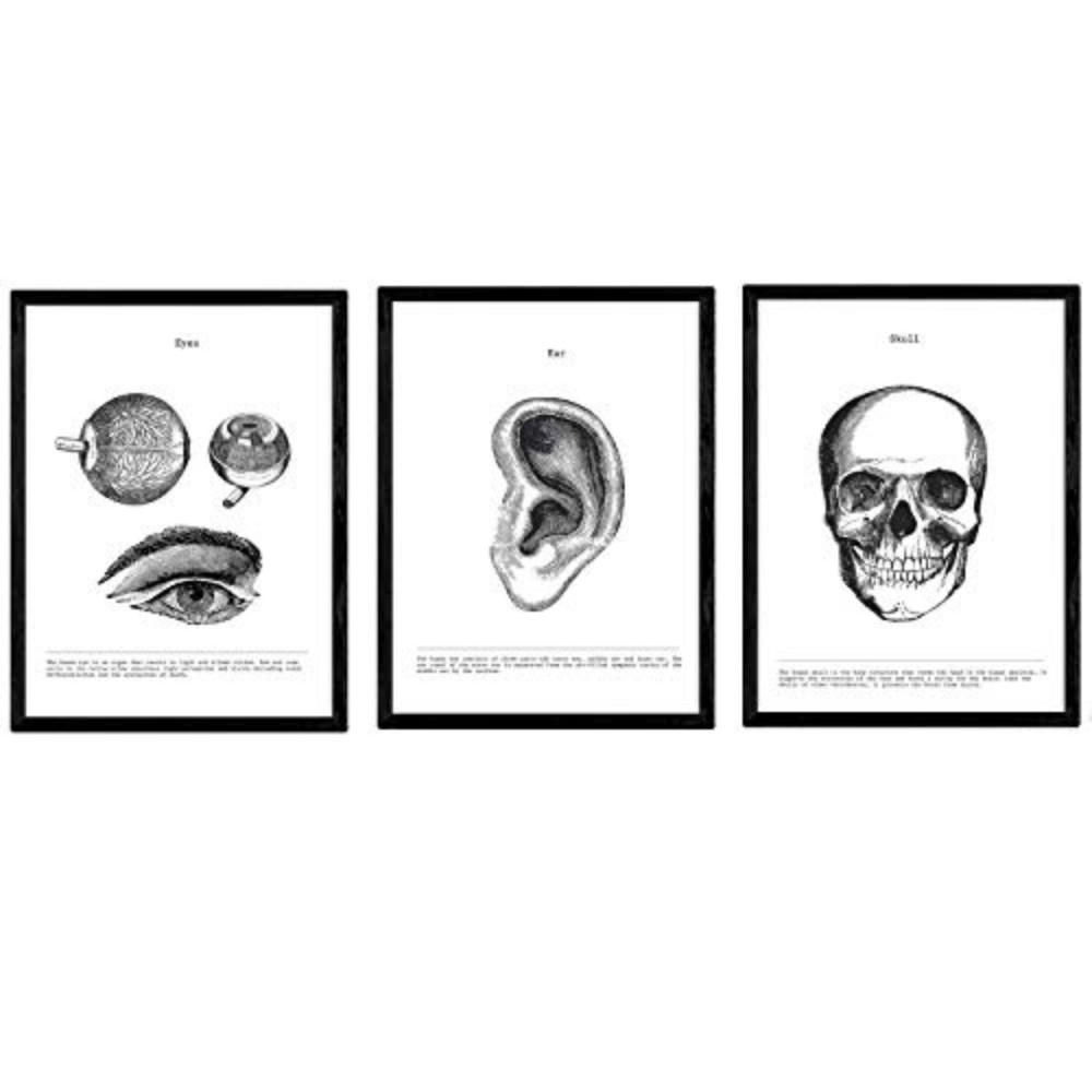 POSTER Set Mit 3 Anatomie Kopfbereich A4 Rahmenlos - Klar, Papier (29.7/5/21cm) - Nacnic