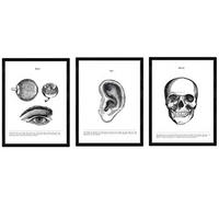 POSTER Set Mit 3 Anatomie Kopfbereich A3 Rahmenlos - Klar, Papier (29.7/5/42cm) - Nacnic