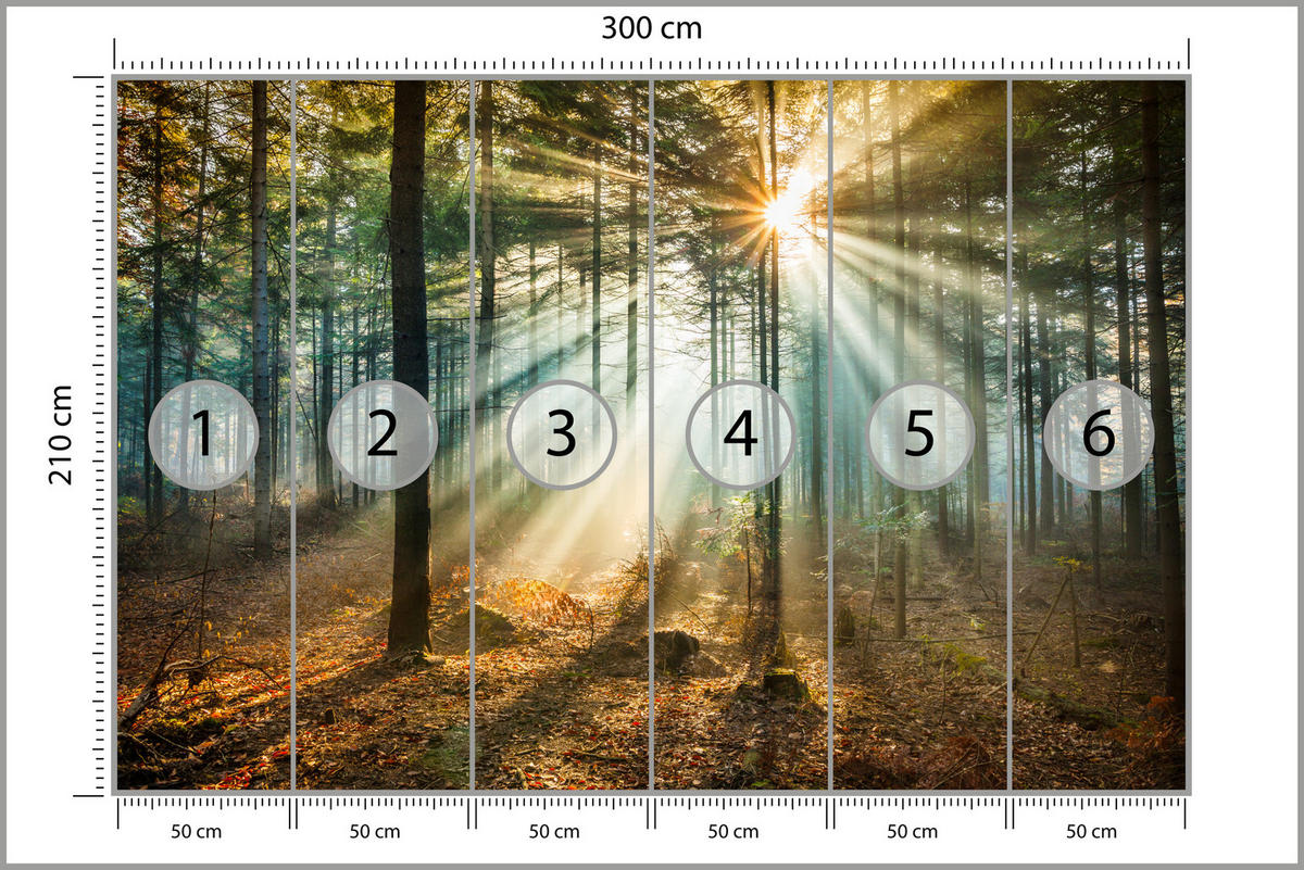 FOTOTAPETE für Wohnzimmer Herbstwald Sonnenuntergang Bäume Natur 300x210 - Beige/Gelb, Papier (300/210cm) - Muralo