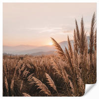 TAPETE - Gras - Feld - Sonne - Natur - 200x200 cm - Sandfarben, Papier (200/200cm) - OnlyWow