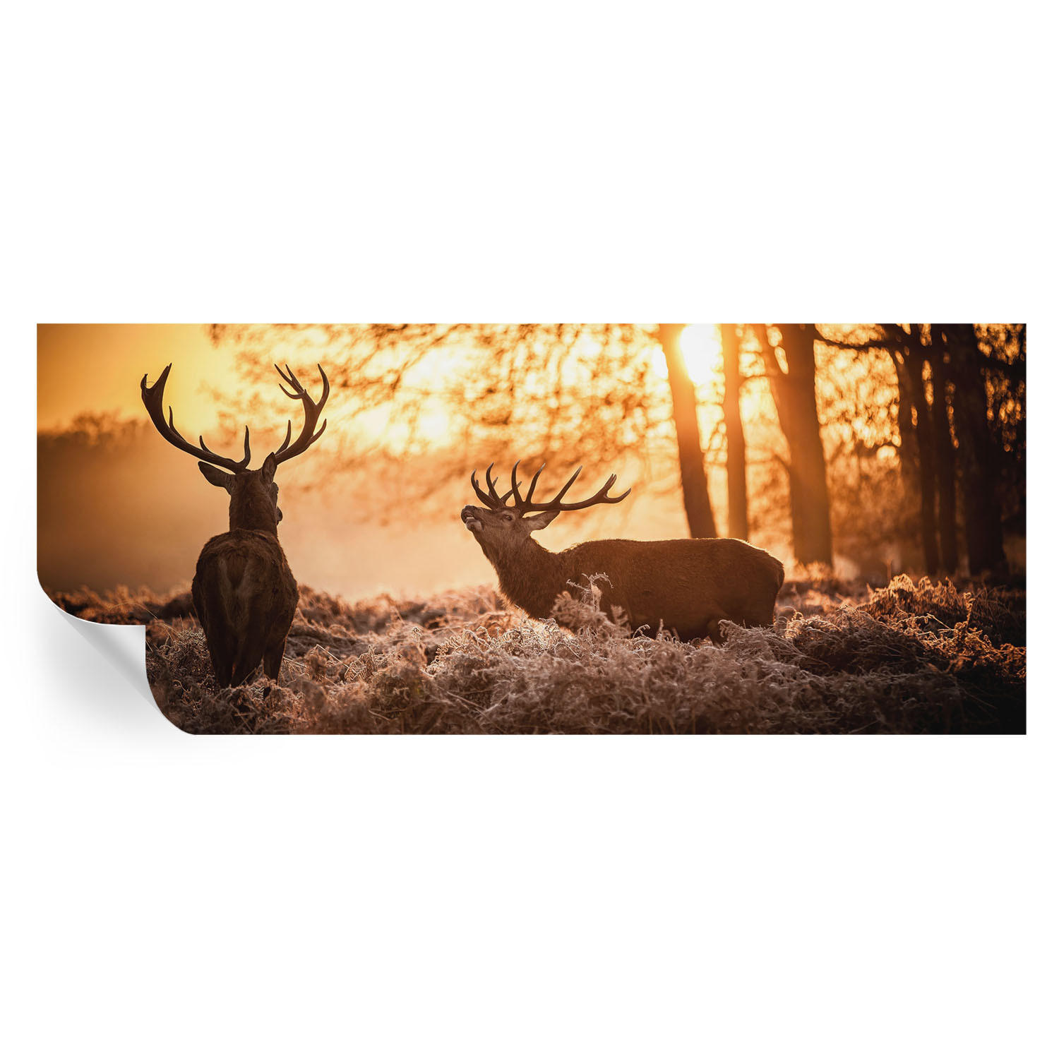FOTOTAPETE 250x104 cm - Rehe am Morgen - Schwarz, Textil (250/104cm) - Wallfluent