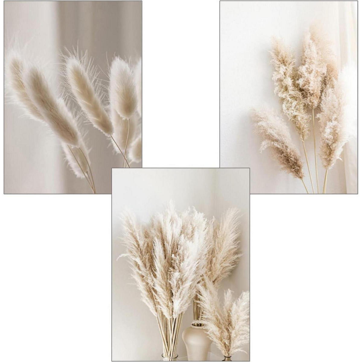 POSTER Set 3-teilig Schilf Natur 30x40 cm - Beige, Papier (30/0.1cm)