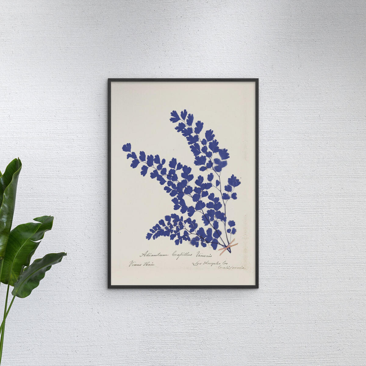 POSTER mit Rahmen Wild Apple - Botanical Fern III Blue - Blau/Schwarz, Holz/Papier (30/40cm) - Poster&Frame