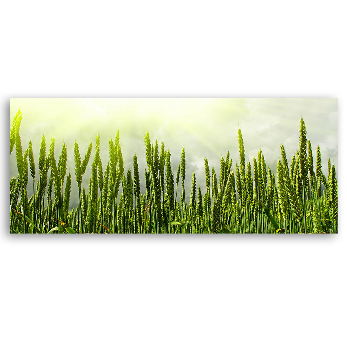 WANDBILD weizenfeld - Grün, Textil (90/30cm) - Feeby