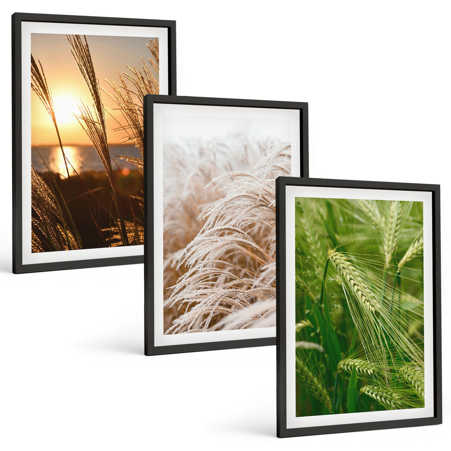 BILDER SET 3er Set - 40x60 cm Schwarzer Rahmen - Gräser farbenfrohe Natur - Schwarz, Kunststoff (40/60cm) - TULUP