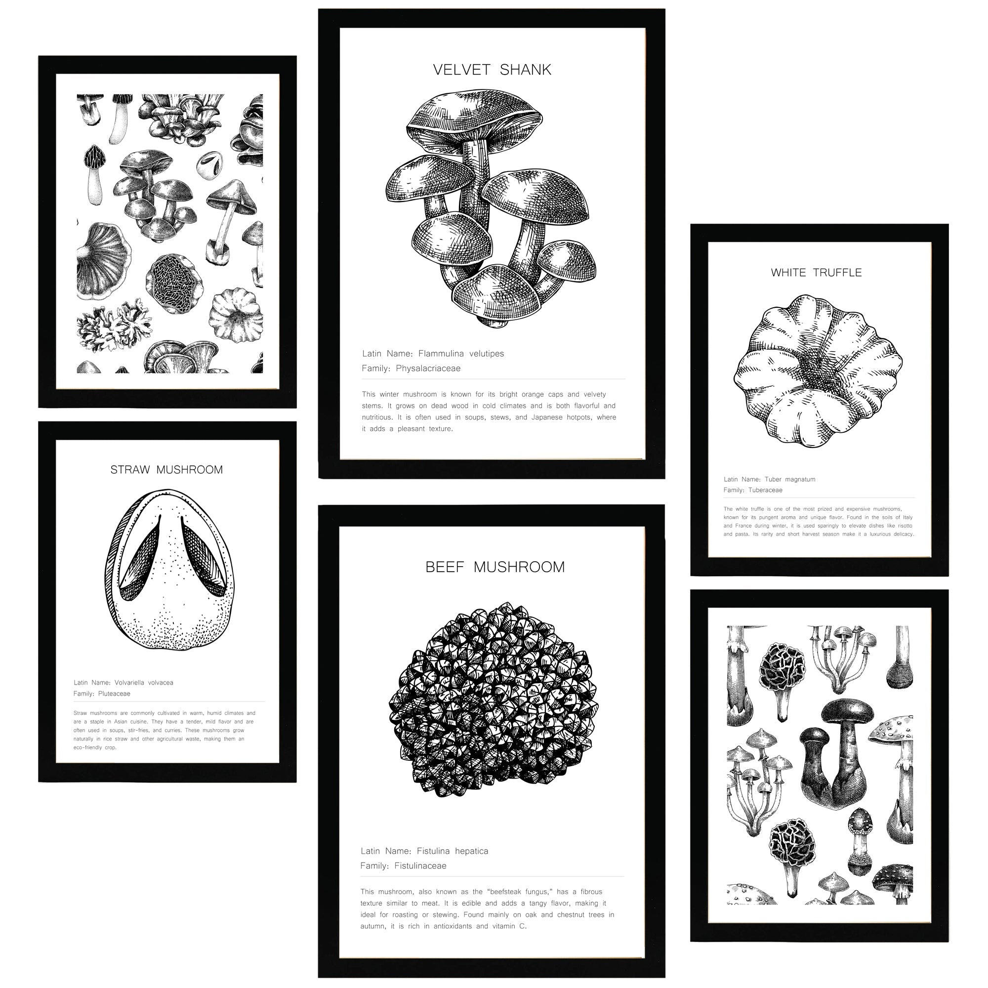 POSTER Set Mit 6 Dekoratives Schwarz-Weißes Pilz A3 & A4 Schwarzer Rahmen - Schwarz, Papier (29/3cm) - Nacnic