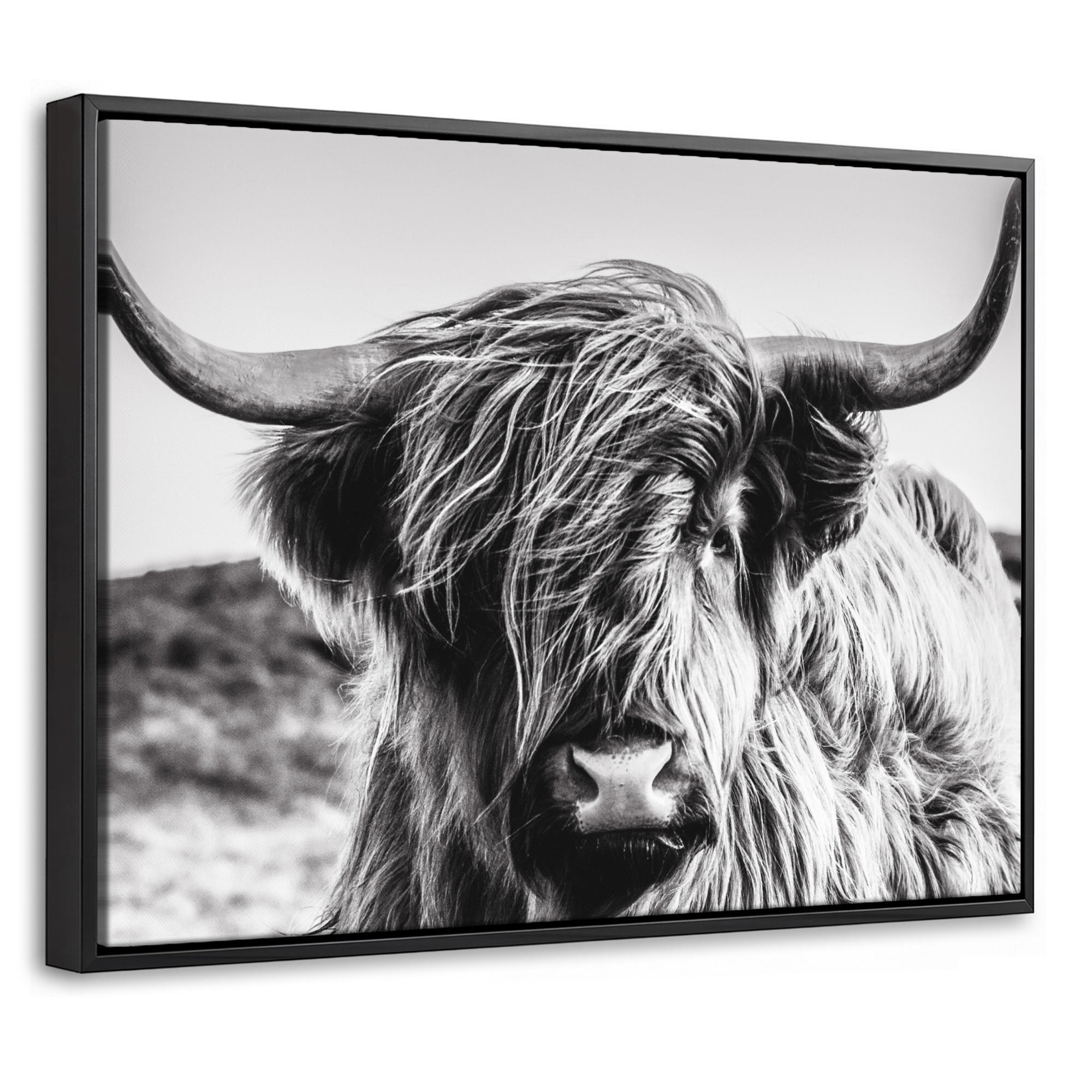 LEINWAND Bilder mit Rahmen - Kuh - Schottischer Hochländer - Schwarz - Weiß - Tier - Natur - Wildtiere - 40x30 - Schwarz, Textil (40/30cm) - MuchoWow