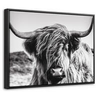 LEINWAND Bilder mit Rahmen - Kuh - Schottischer Hochländer - Schwarz - Weiß - Tier - Natur - Wildtiere - 40x30 - Schwarz, Textil (40/30cm) - MuchoWow