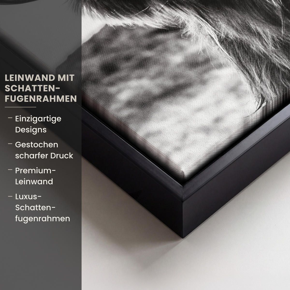 LEINWAND Bilder mit Rahmen - Kuh - Schottischer Hochländer - Schwarz - Weiß - Tier - Natur - Wildtiere - 40x30 - Schwarz, Textil (40/30cm) - MuchoWow