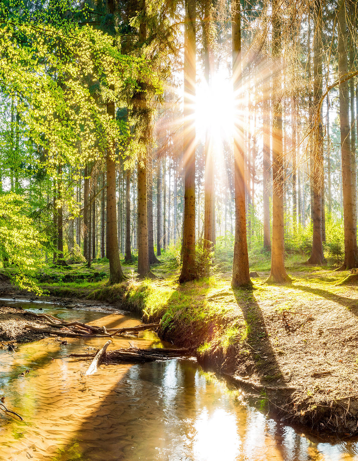 VERDUNKELUNGSROLLO 140x180 cm Sonne im Wald - Braun, Textil (140/180cm) - TULUP