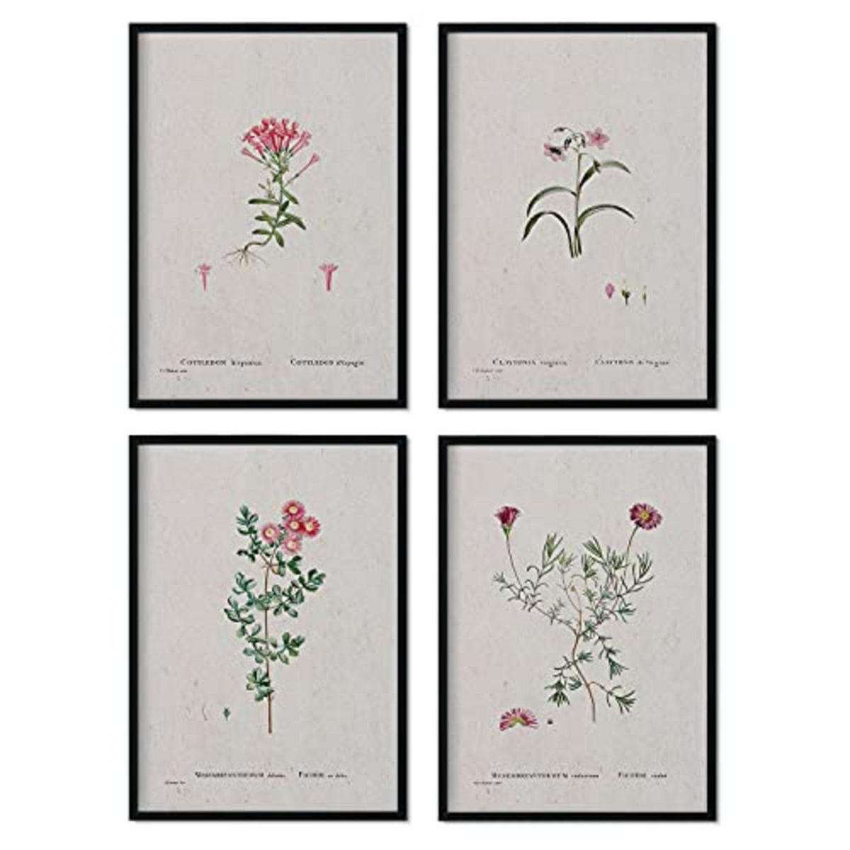 POSTER Set mit 4 mit rosa Blättern aus dem Künstler PierreJoseph Redouté A3 Rahmenlos - Klar, Papier (29.7/3cm) - Nacnic