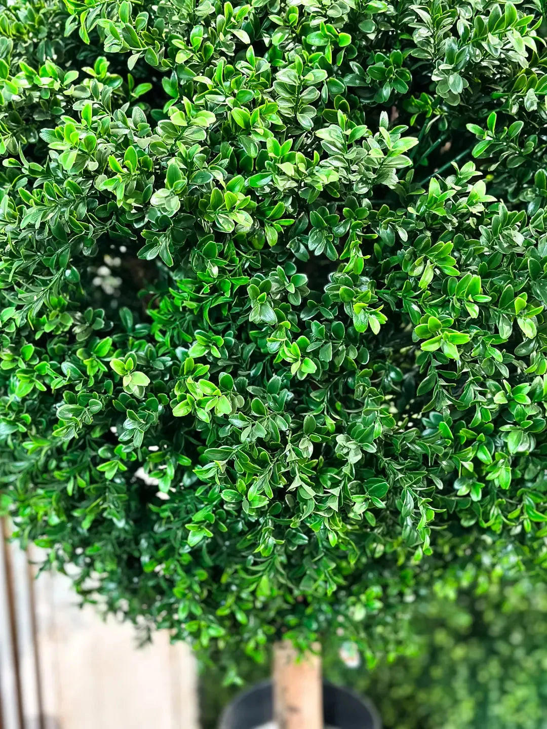 KUNSTBAUM Künstlicher Buchsbaum - Rico 95 cm - Grün, Kunststoff (95cm) - aplanta